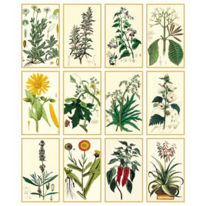 Illustrati Erboristeria PA002